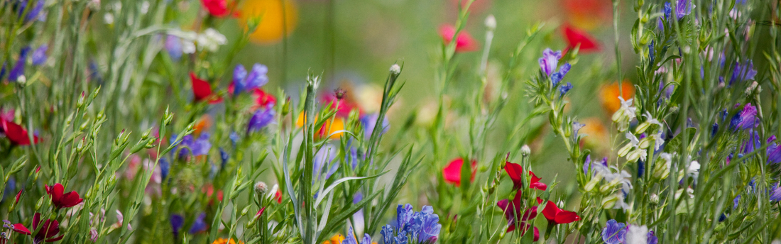 Blumenbeet Wilde Blumenwiese nachhaltiges Gärtern