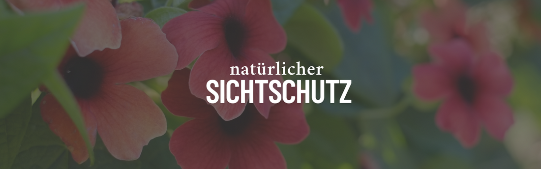 Natürlicher Sichtschutz: 5 Ideen für mehr Privatsphäre ohne Plastik