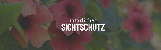 Natürlicher Sichtschutz: 5 Ideen für mehr Privatsphäre ohne Plastik