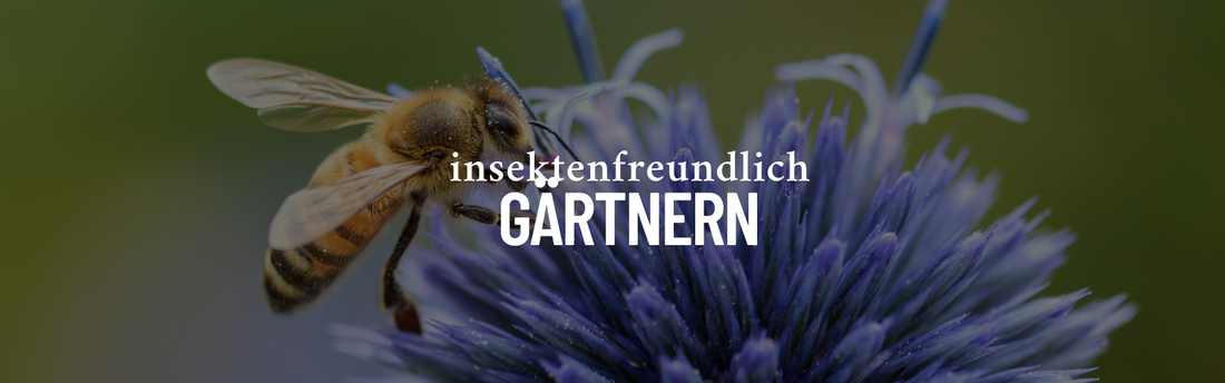 Insektenfreundlich gärtnern: So machst du Bienen & Schmetterlingen eine Freude